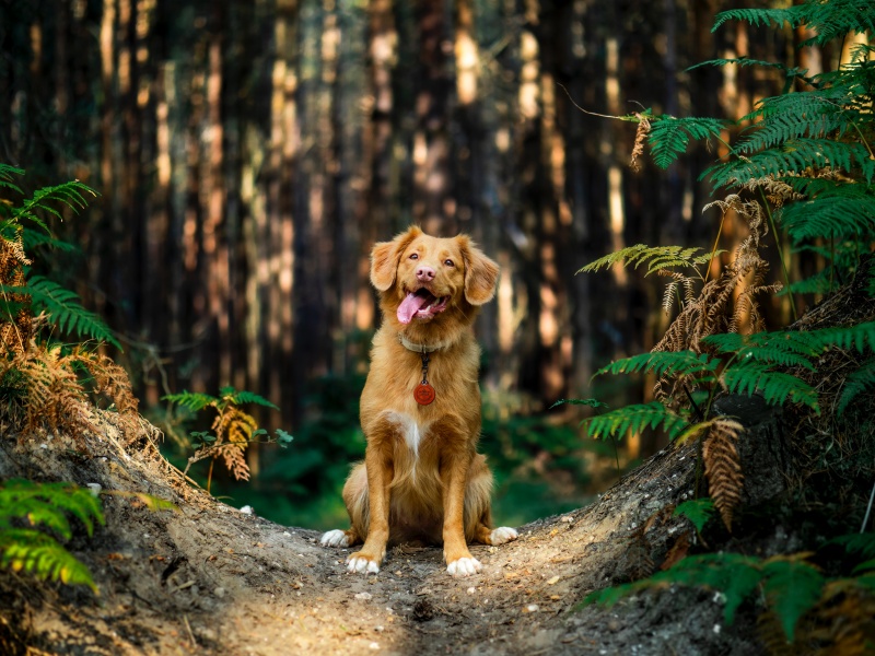 Köpeğinizle Doğaya Çıkarken